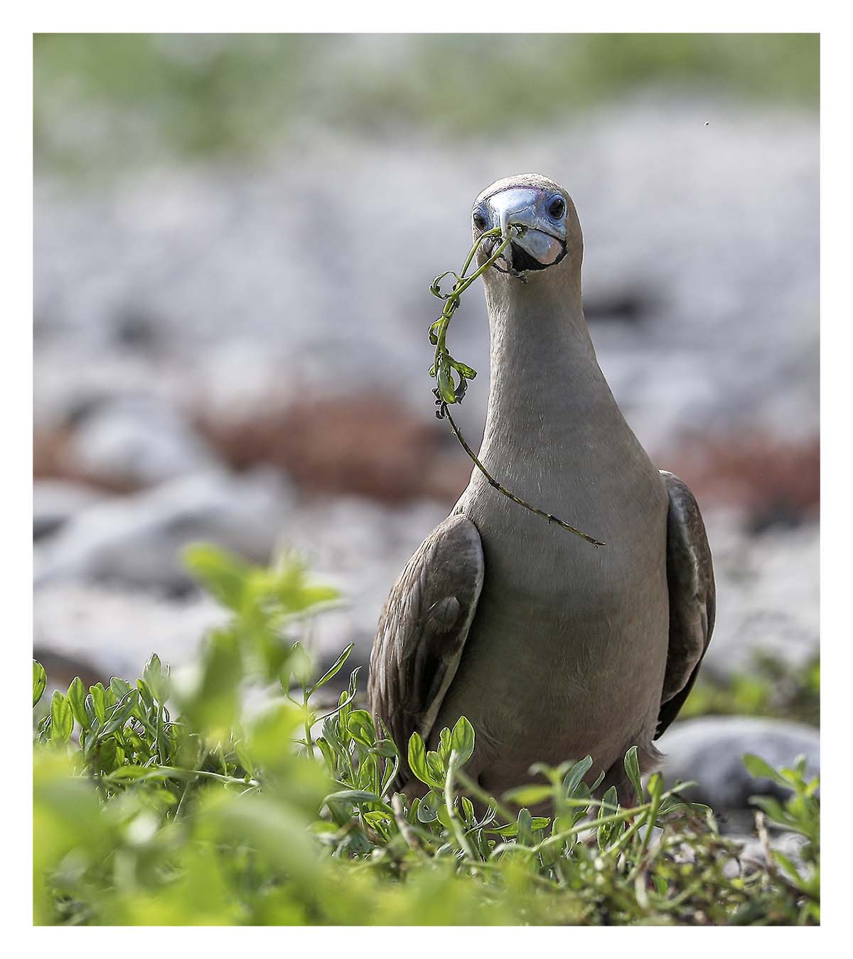 Galapagos