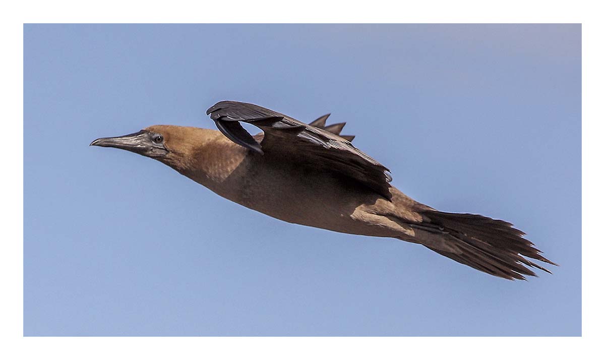 Galapagos