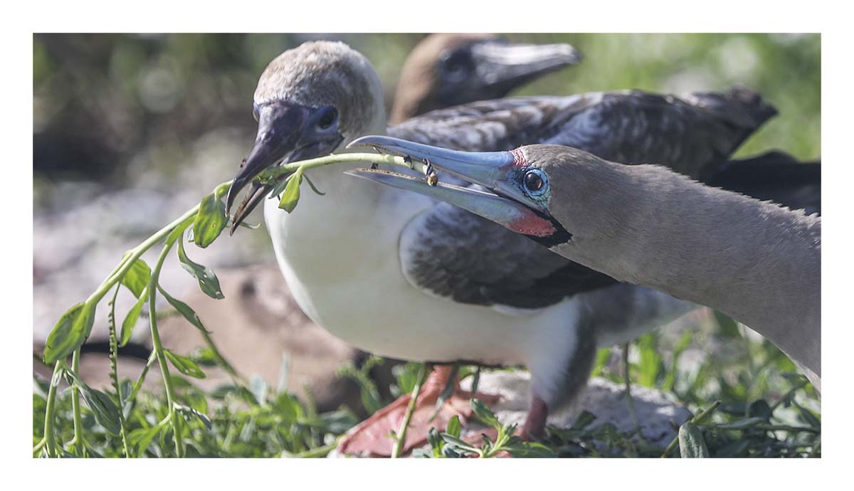 Galapagos