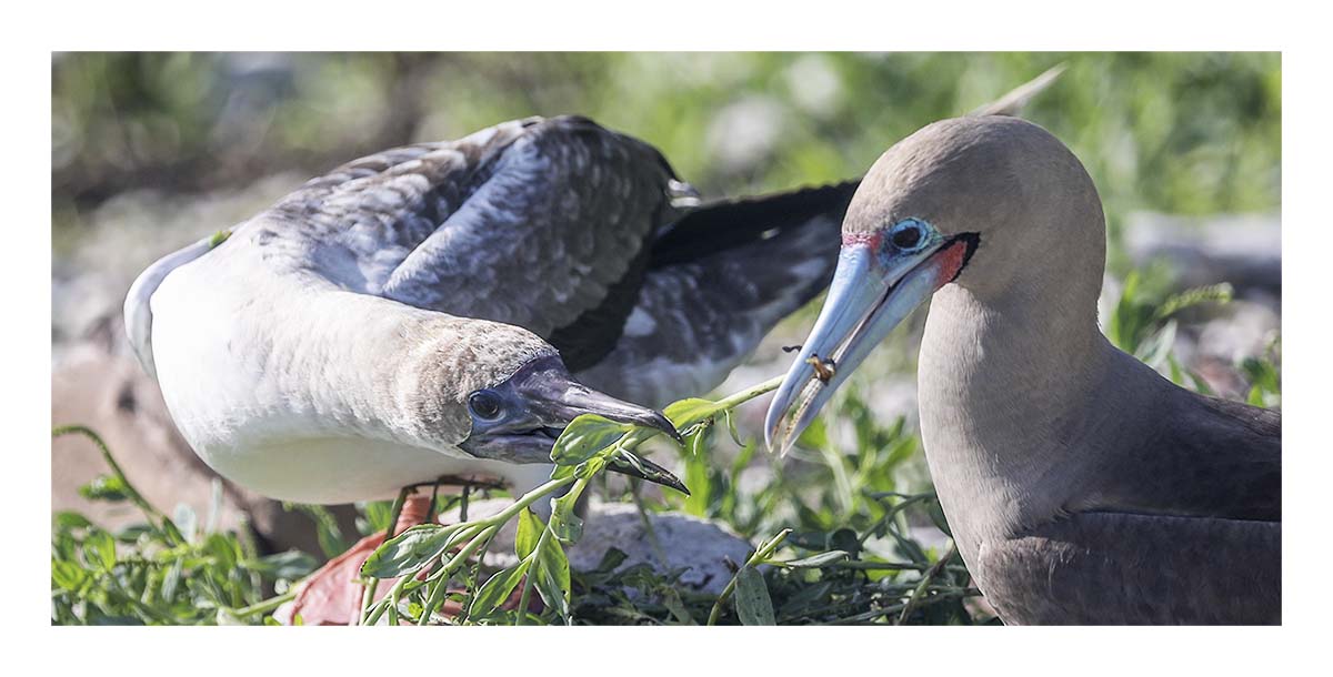 Galapagos