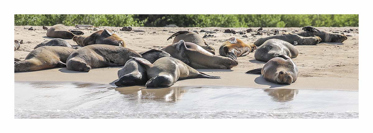 Galapagos