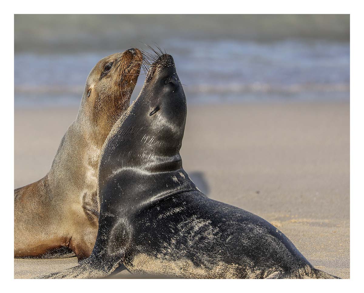 Galapagos