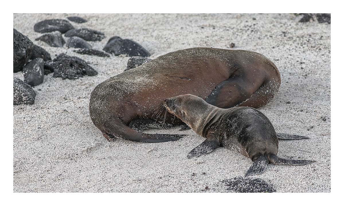 Galapagos