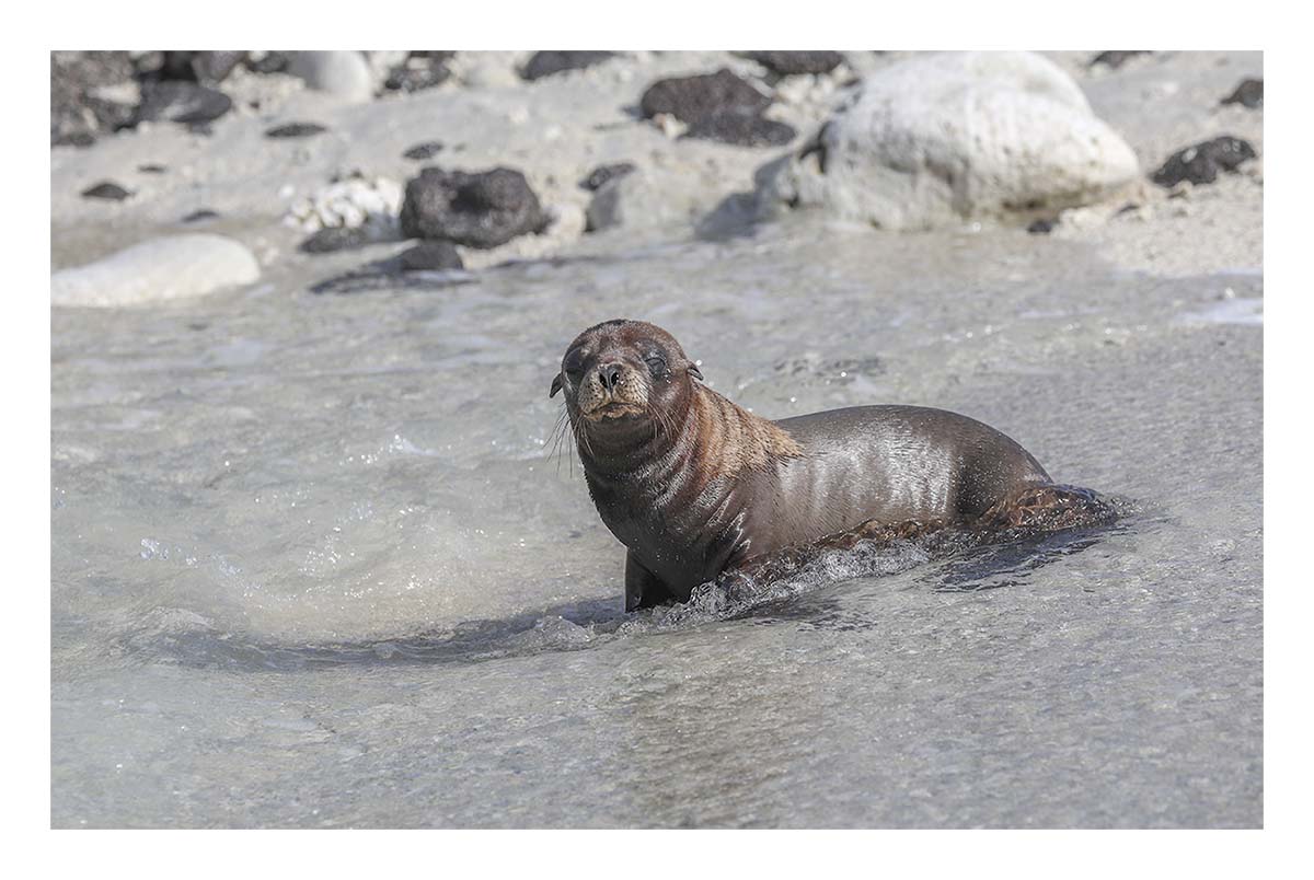 Galapagos