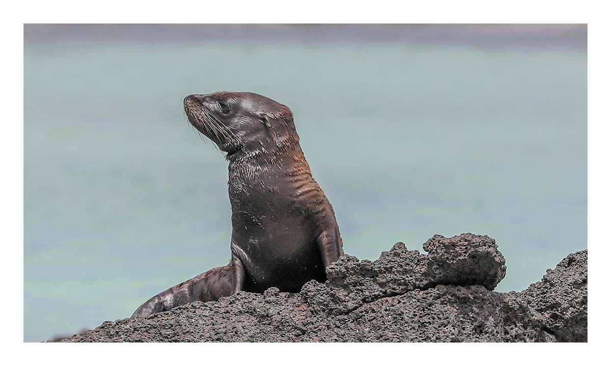 Galapagos