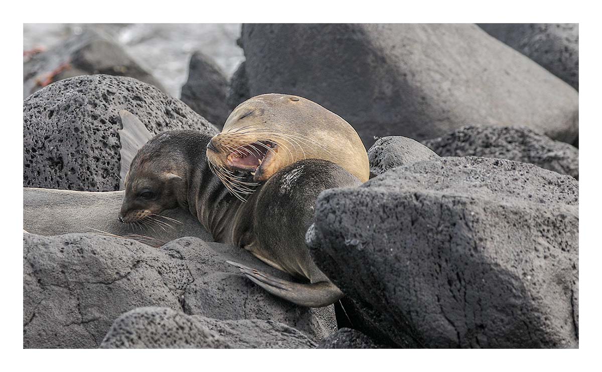 Galapagos