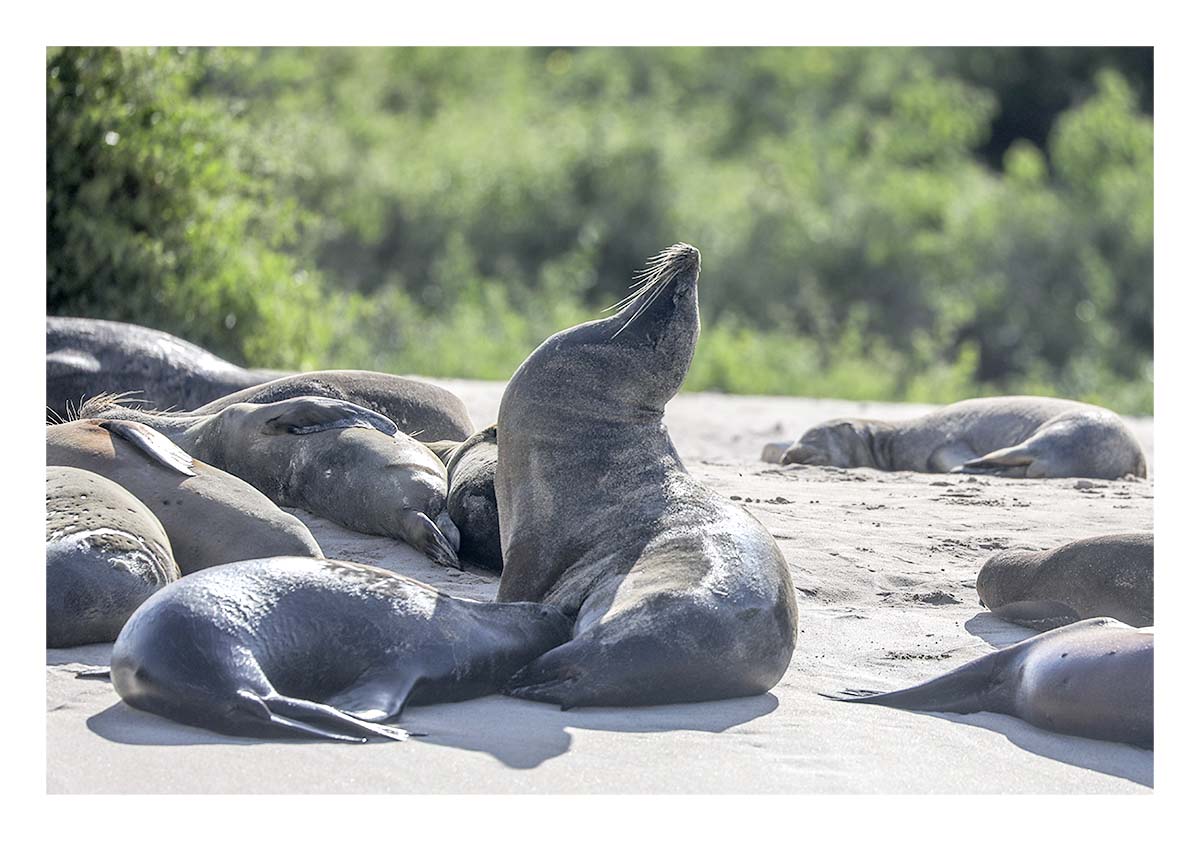 Galapagos