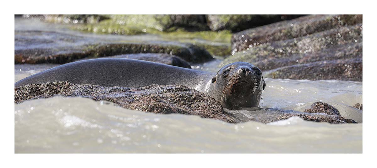 Galapagos