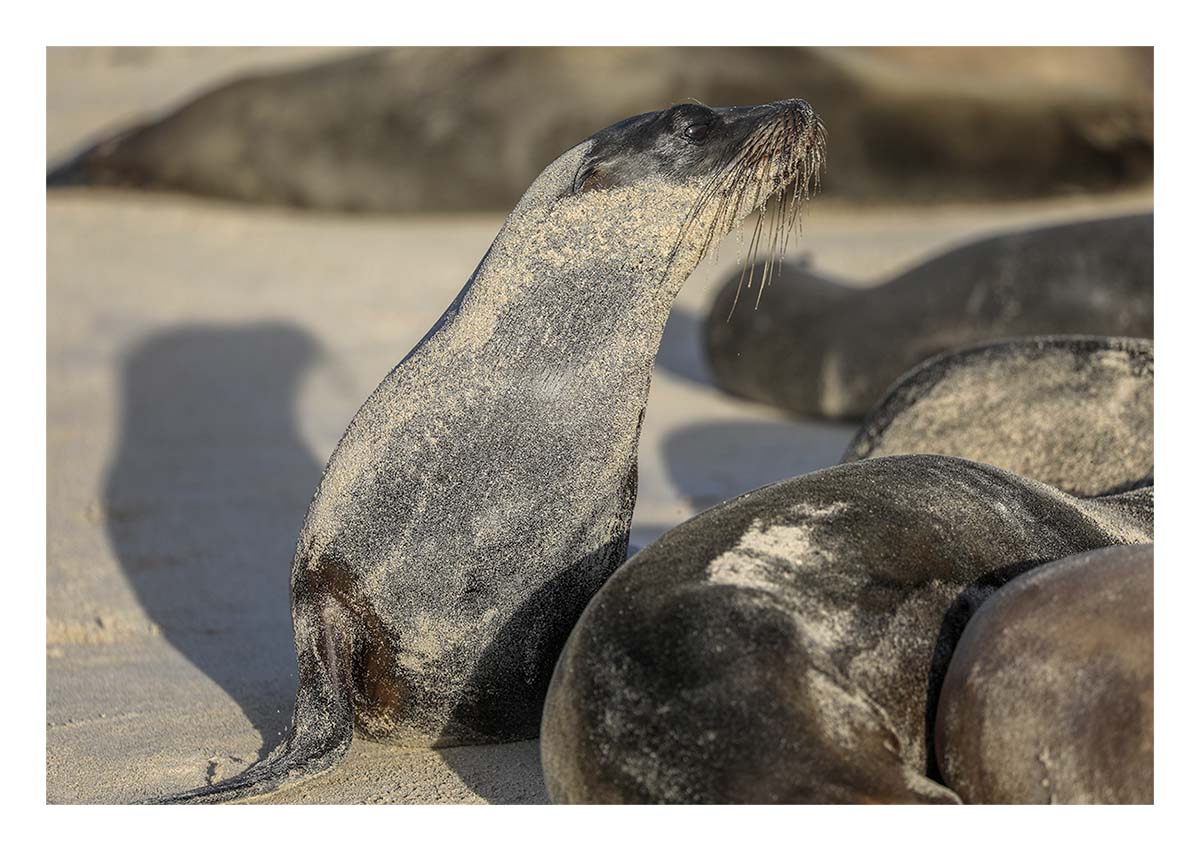 Galapagos