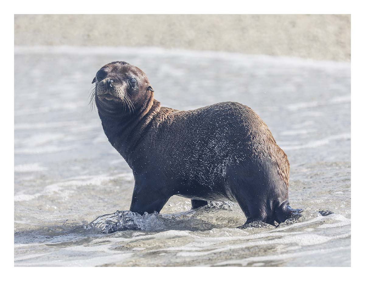 Galapagos