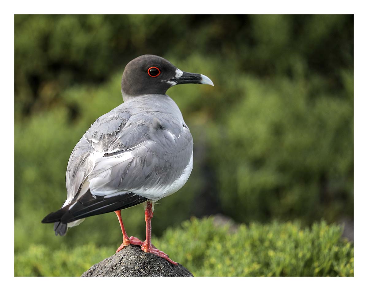 Galapagos