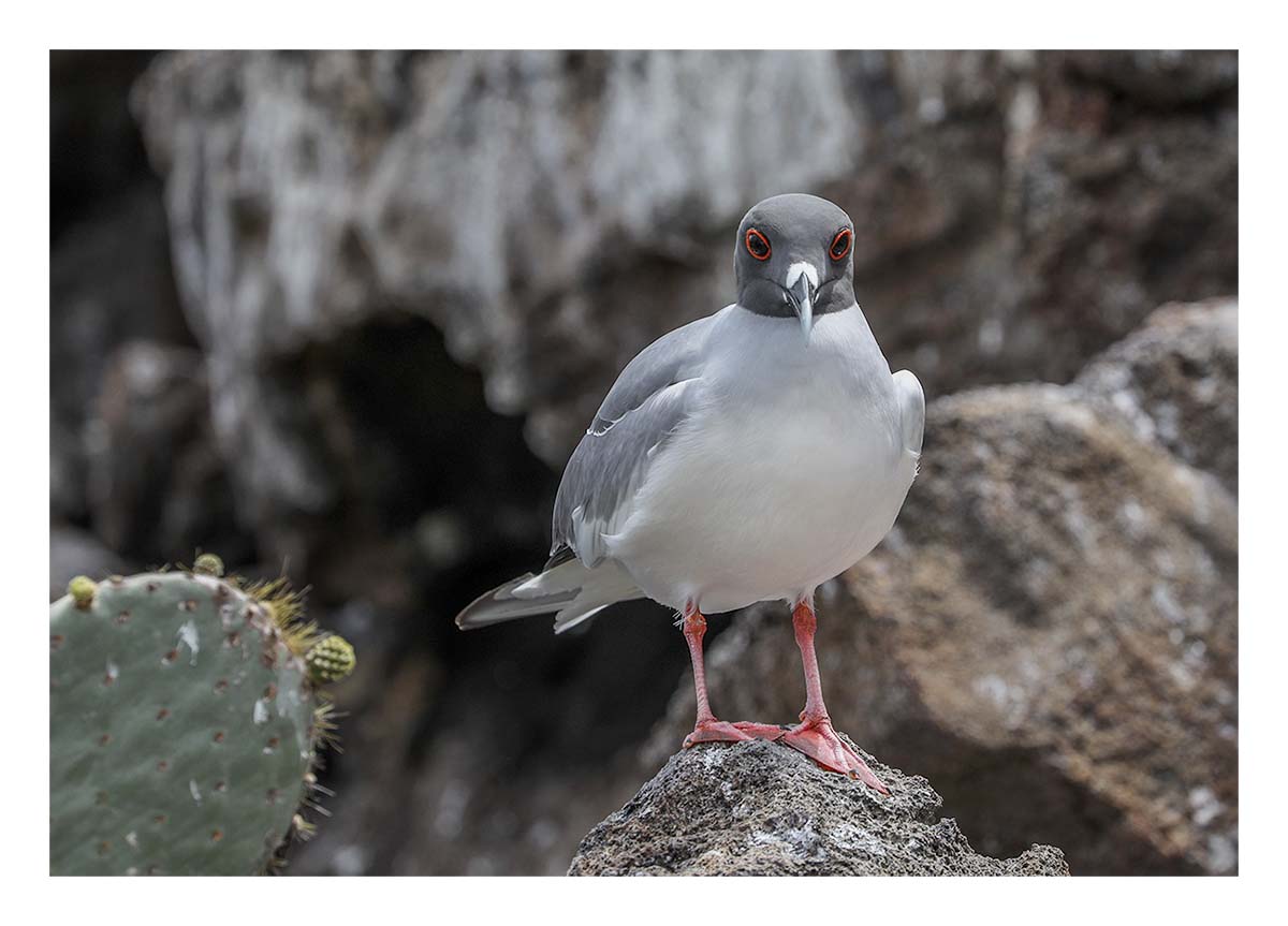 Galapagos