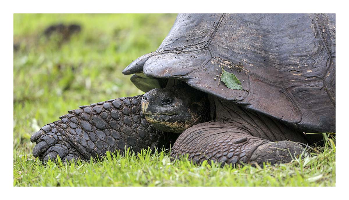 Galapagos