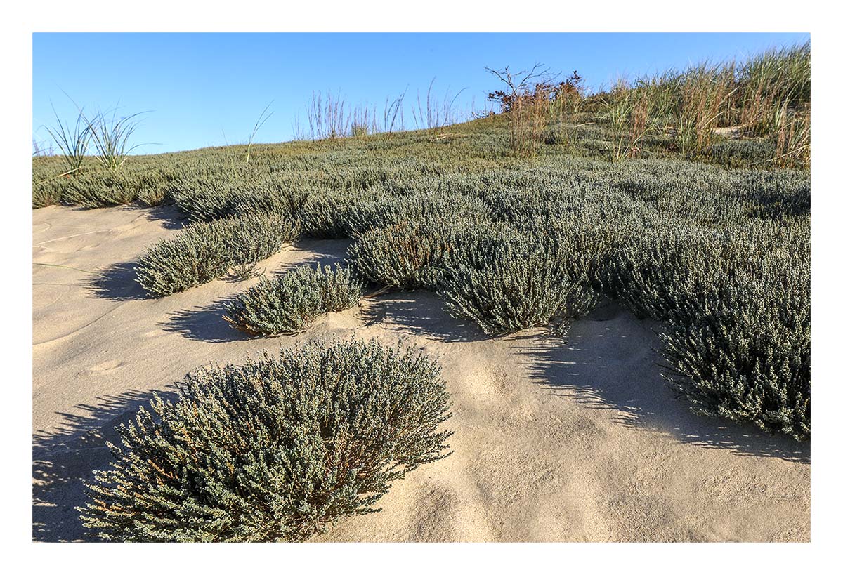 Walking Dunes