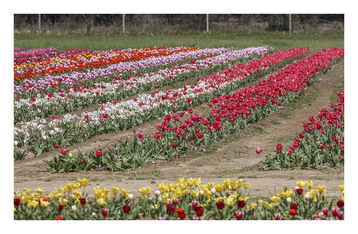 Tulip Festival