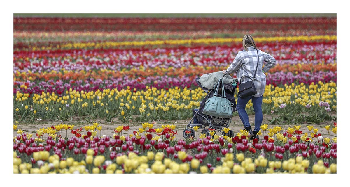 Tulip Festival