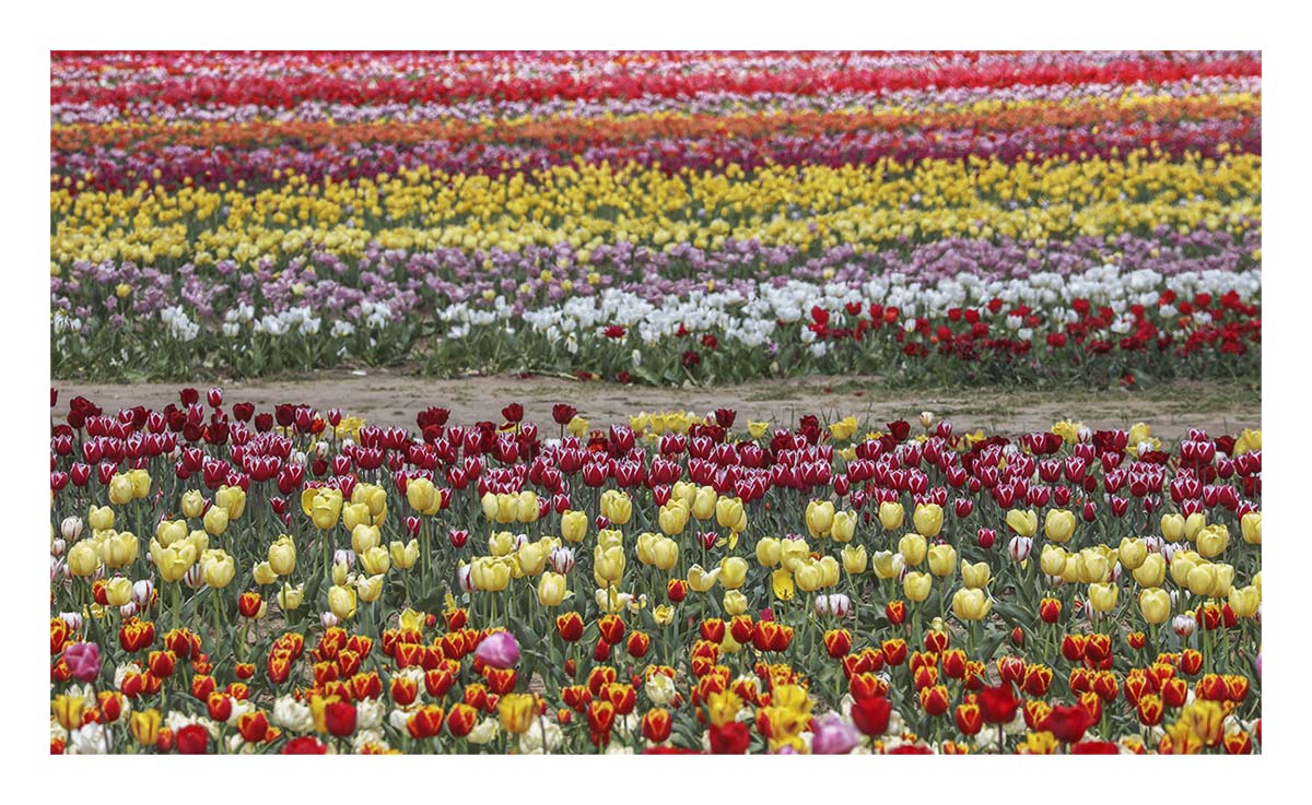 Tulip Festival