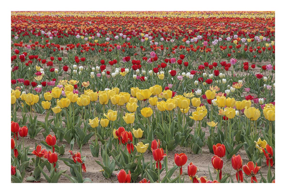 Tulip Festival