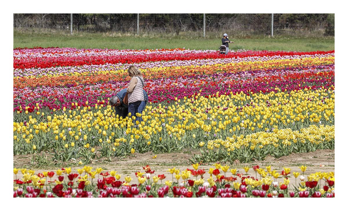 Tulip Festival