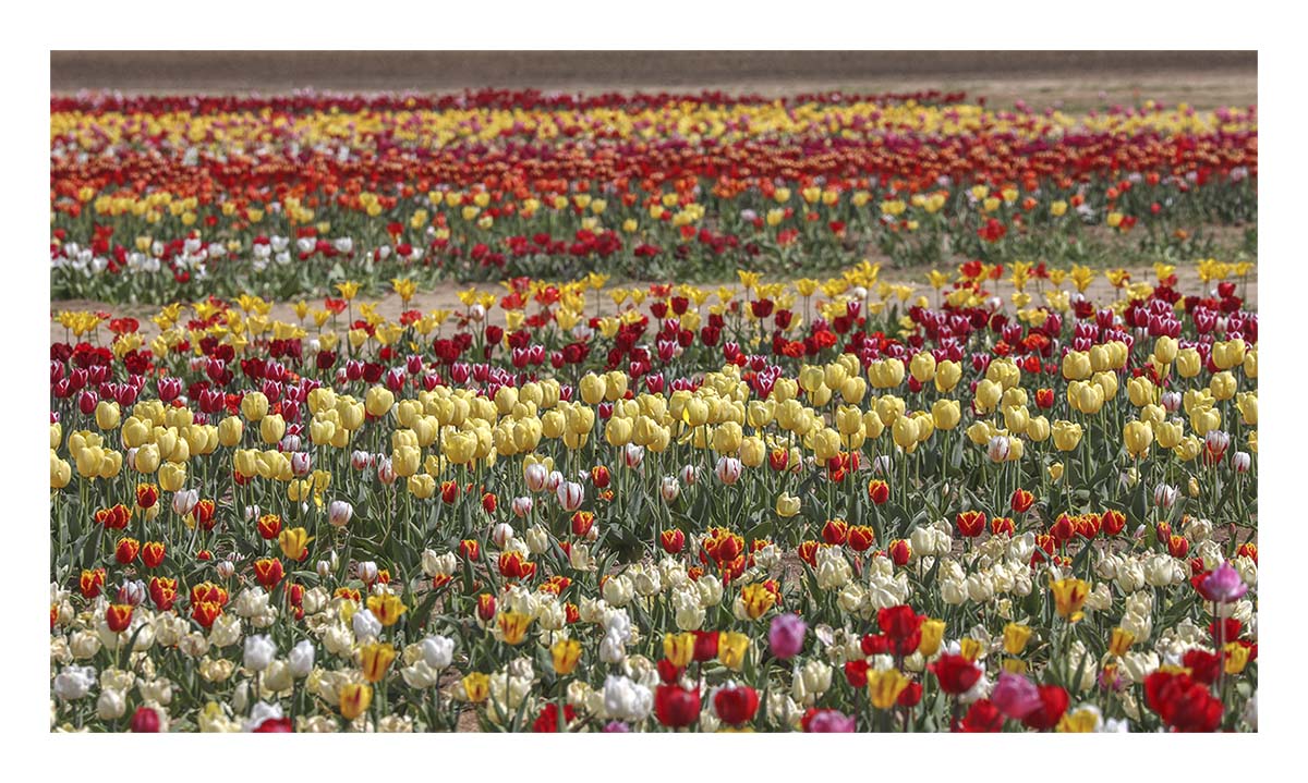 Tulip Festival