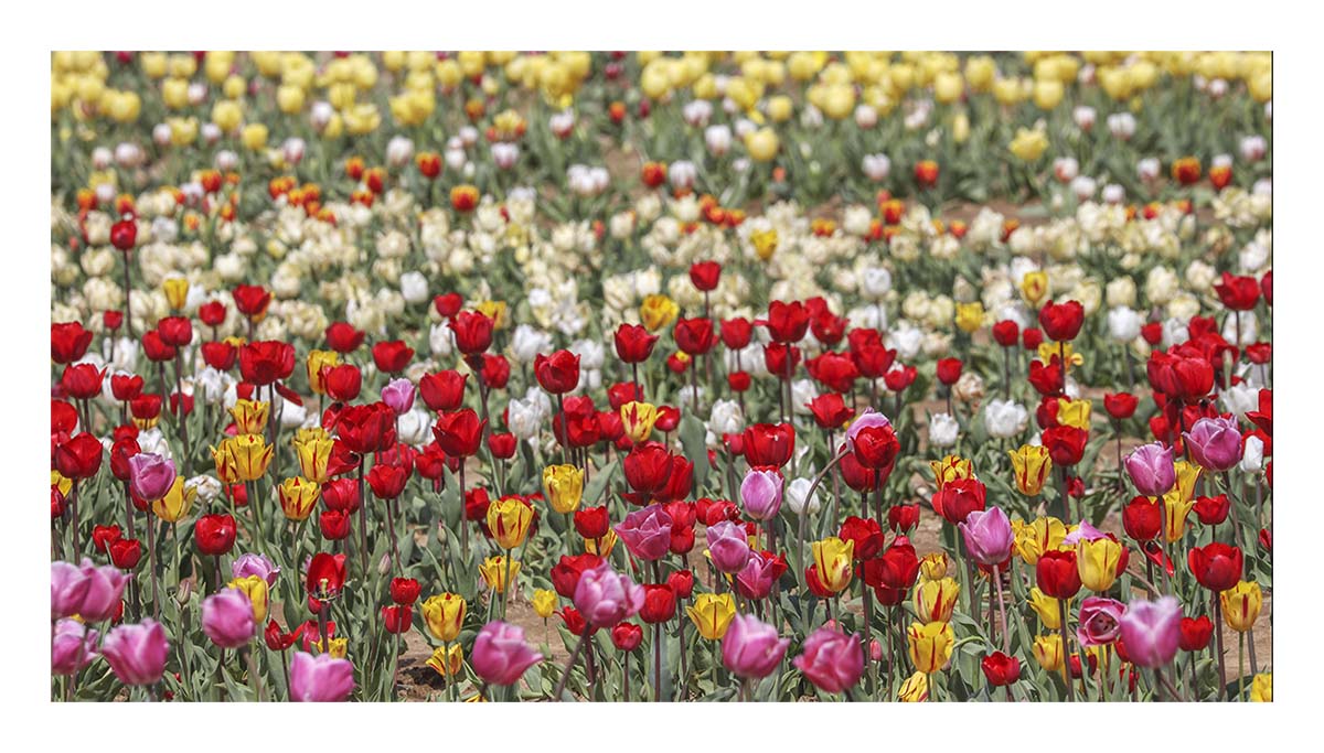 Tulip Festival