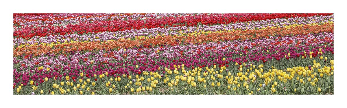 Tulip Festival