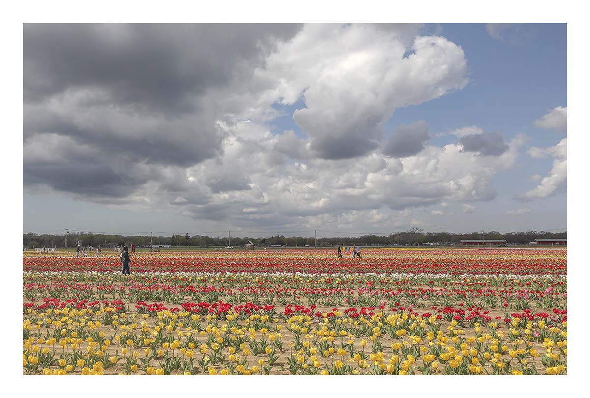 Tulip Festival