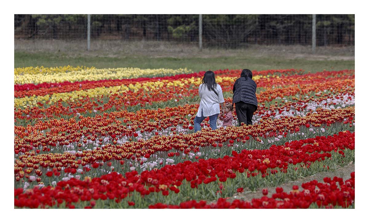 Tulip Festival