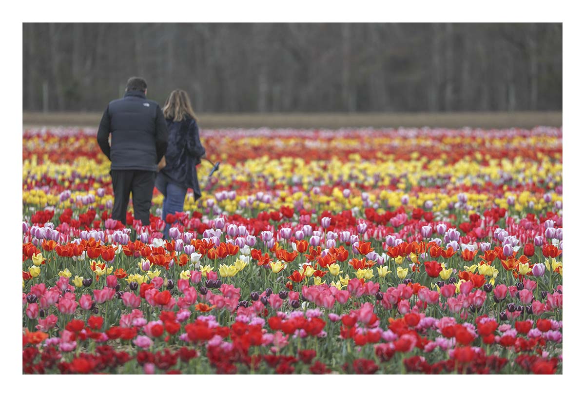 Tulip Festival