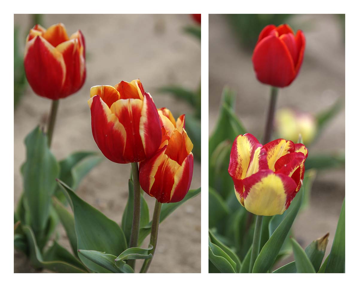 Tulip Festival