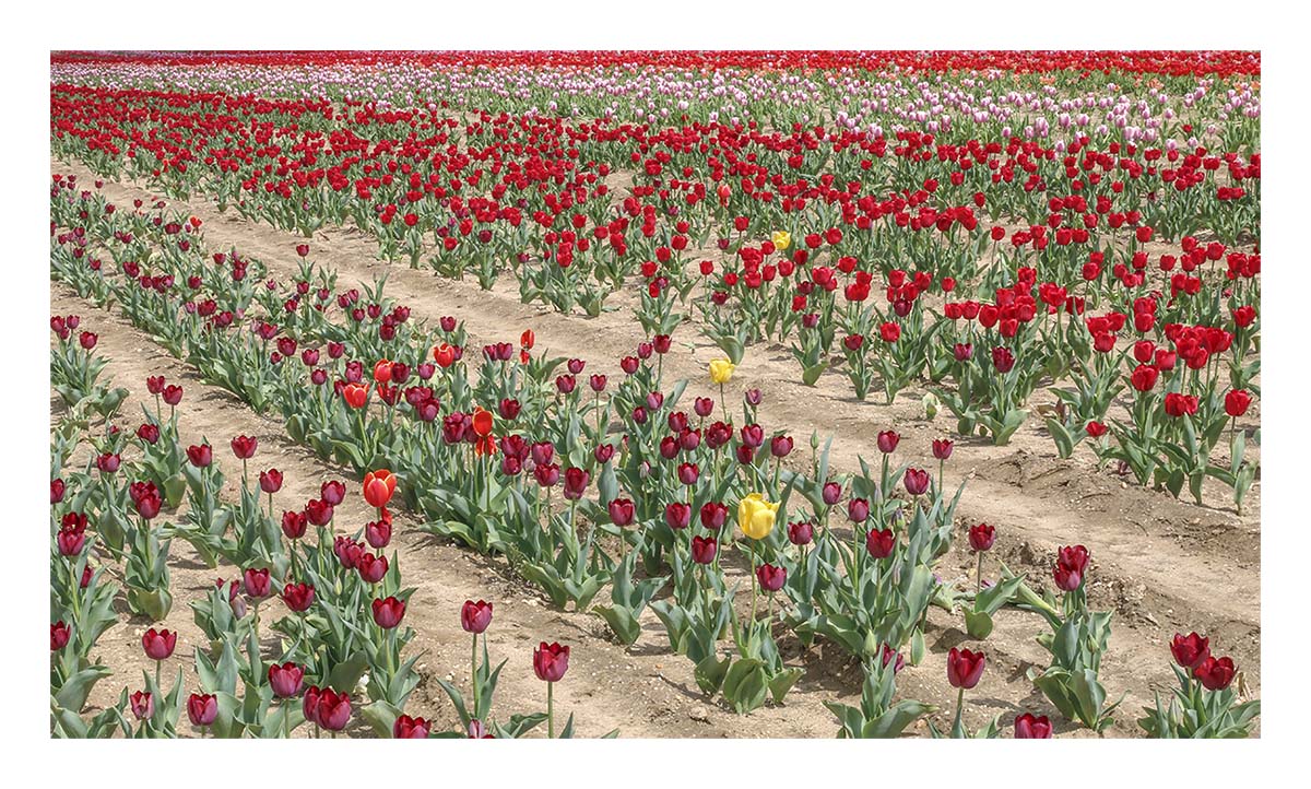 Tulip Festival