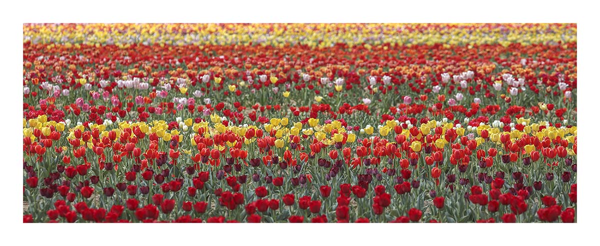 Tulip Festival