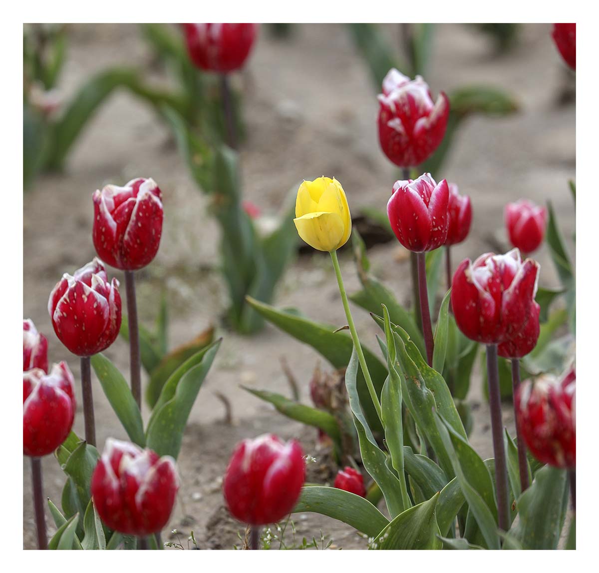 Tulip Festival