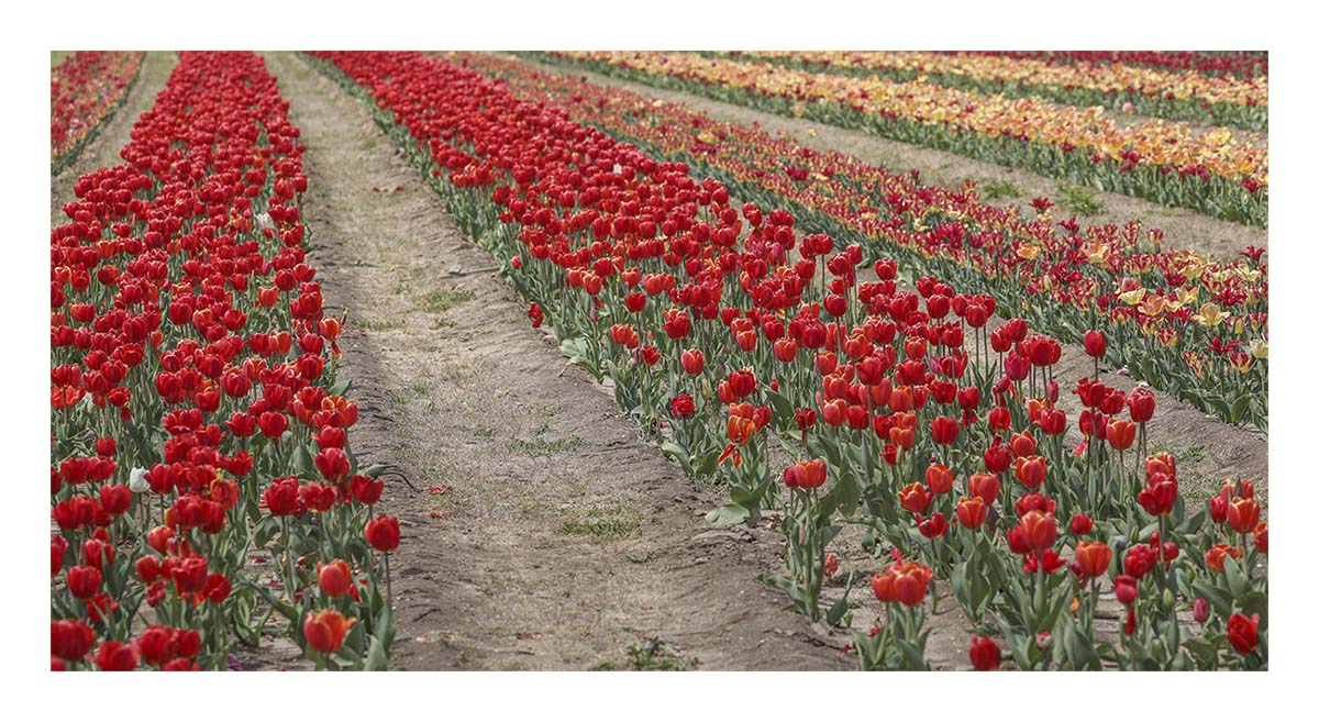 Tulip Festival