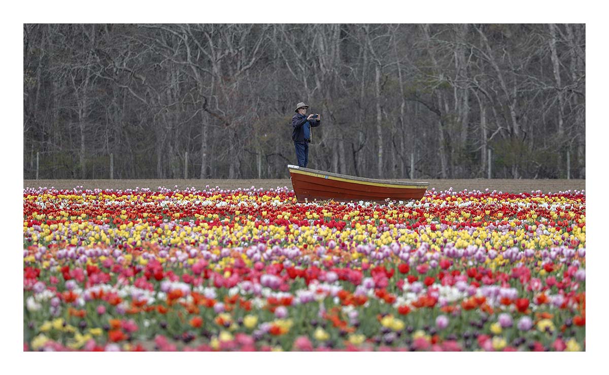 Tulip Festival