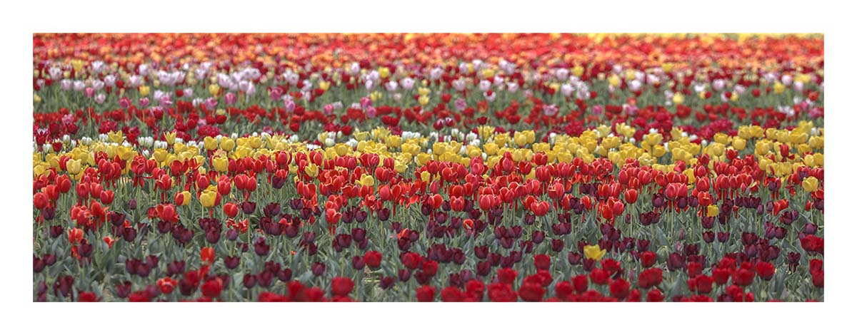 Tulip Festival