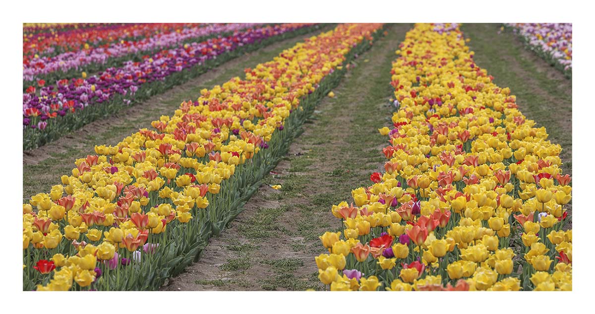 Tulip Festival