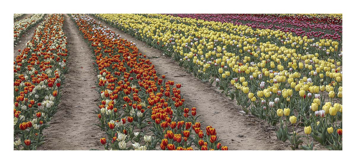 Tulip Festival