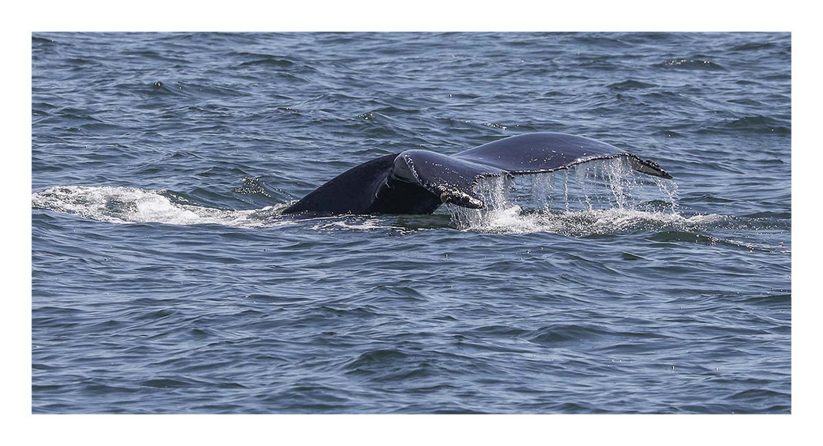 Humback Whale