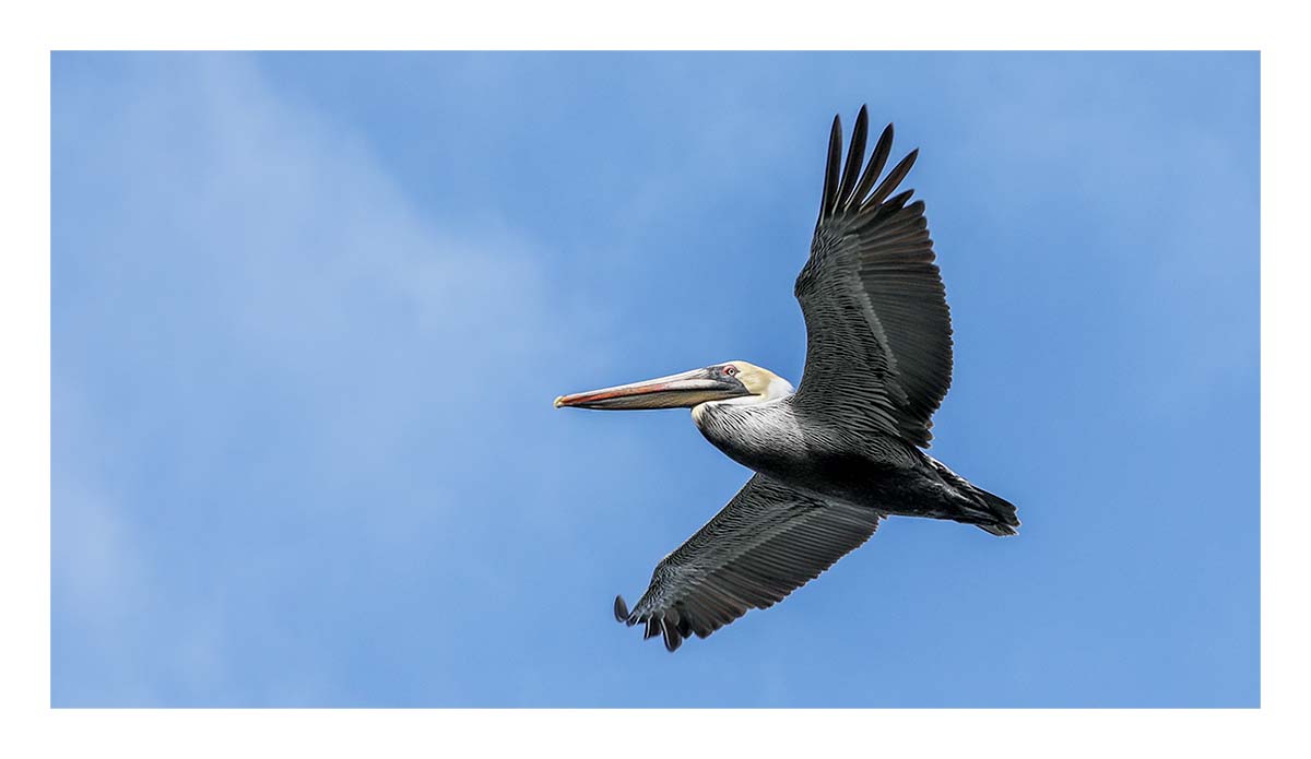 Brown Pelican