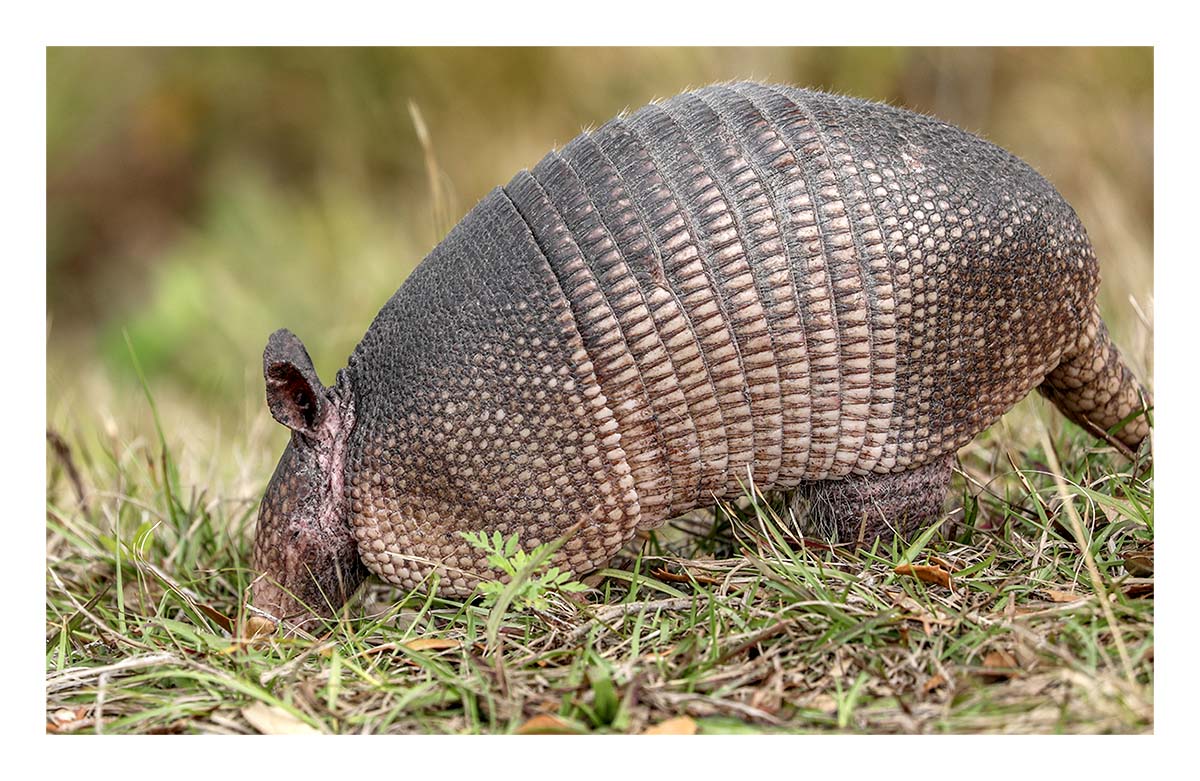 Armadillo