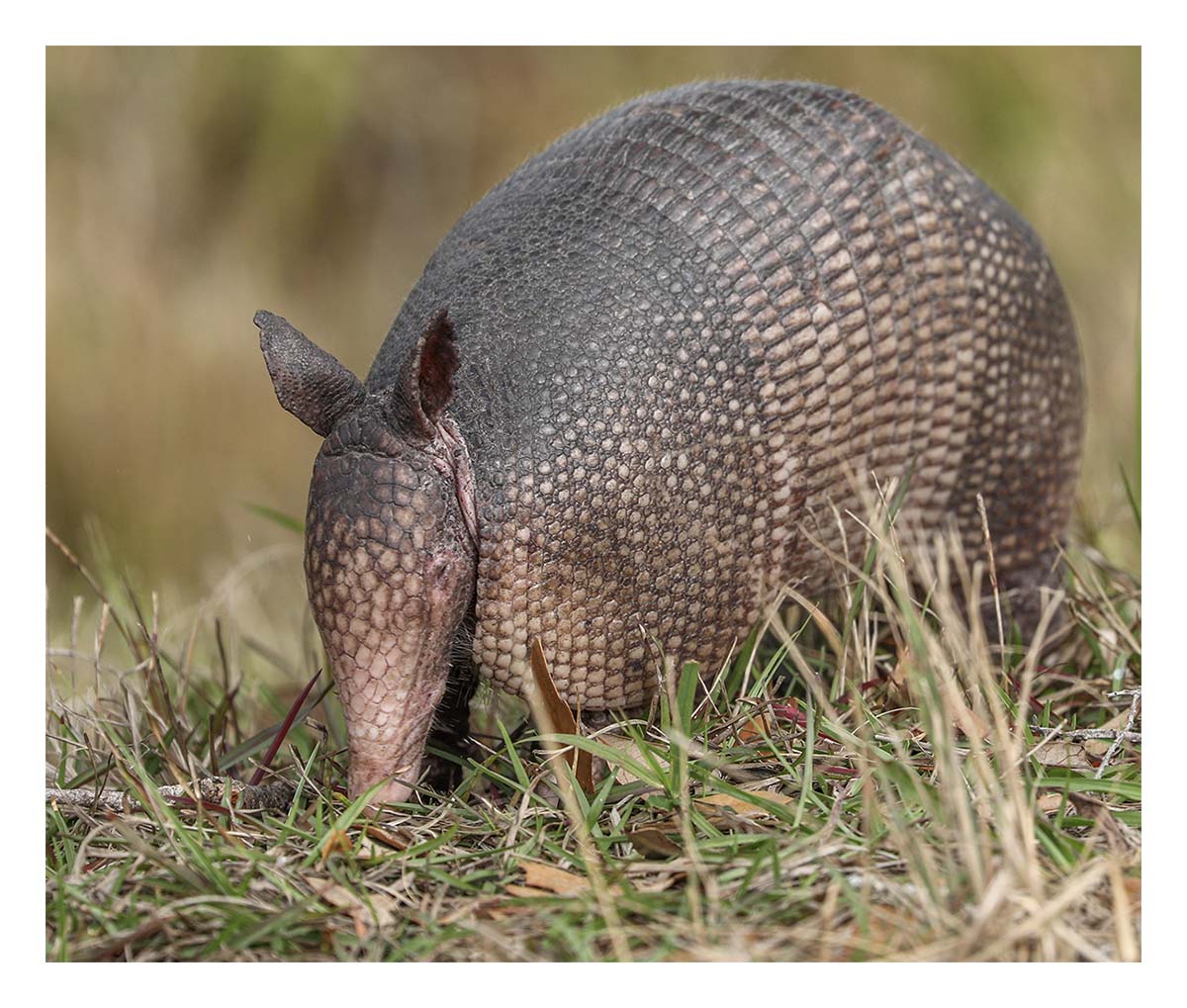 Armadillo