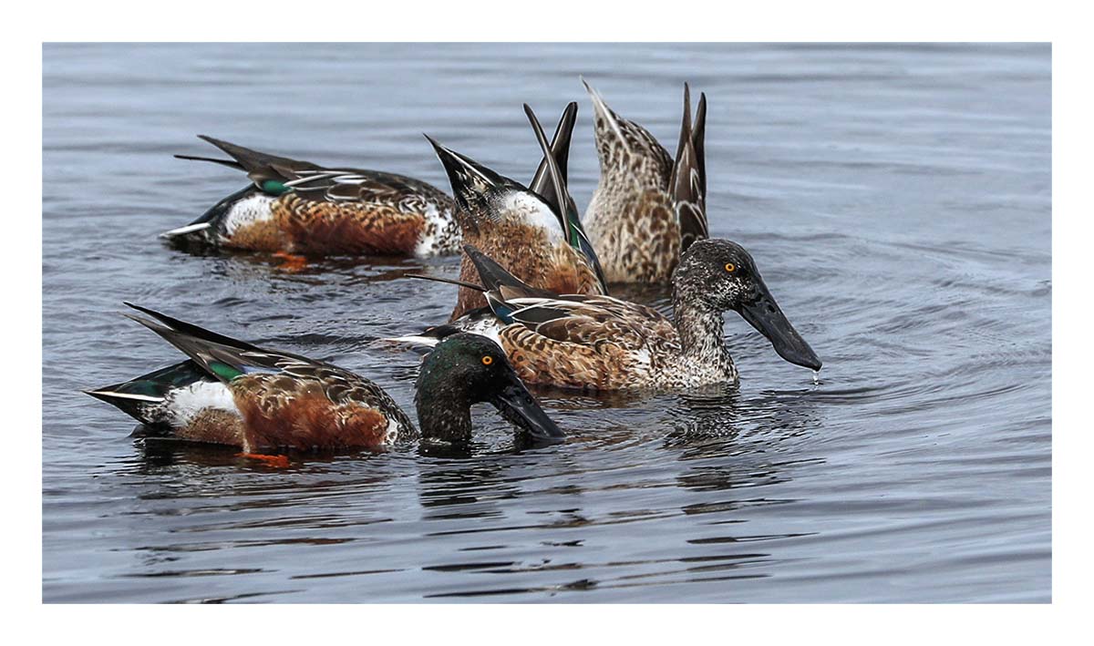 Shovelers