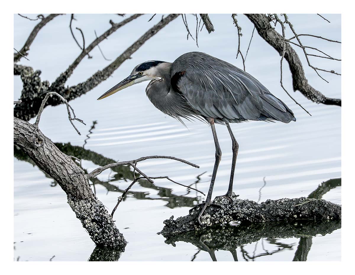 Egret