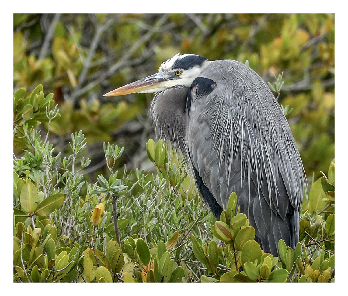 Egret