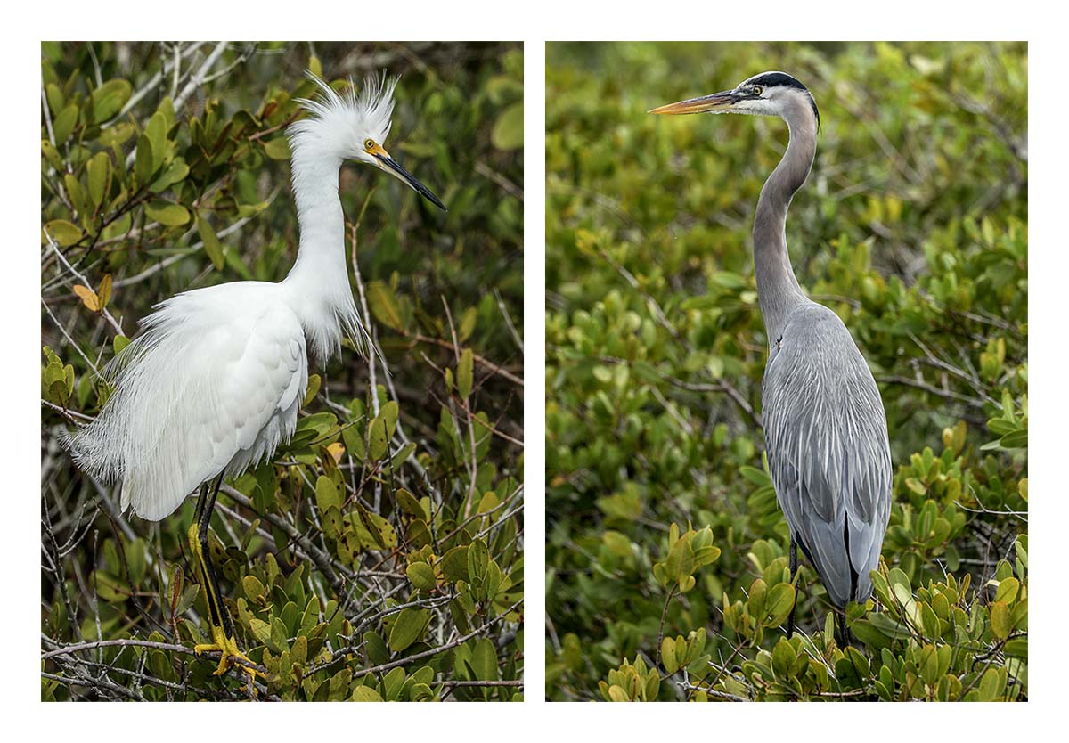 Egret