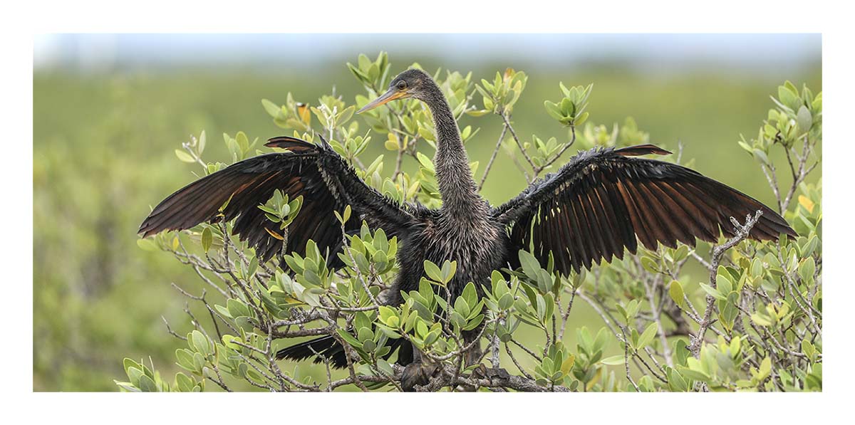 Anhinga