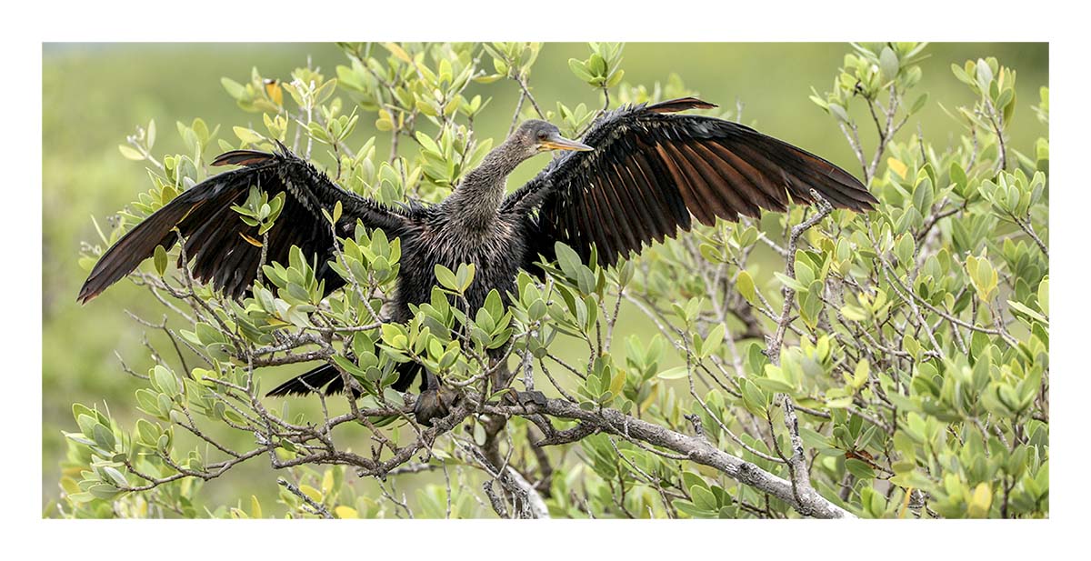 Anhinga