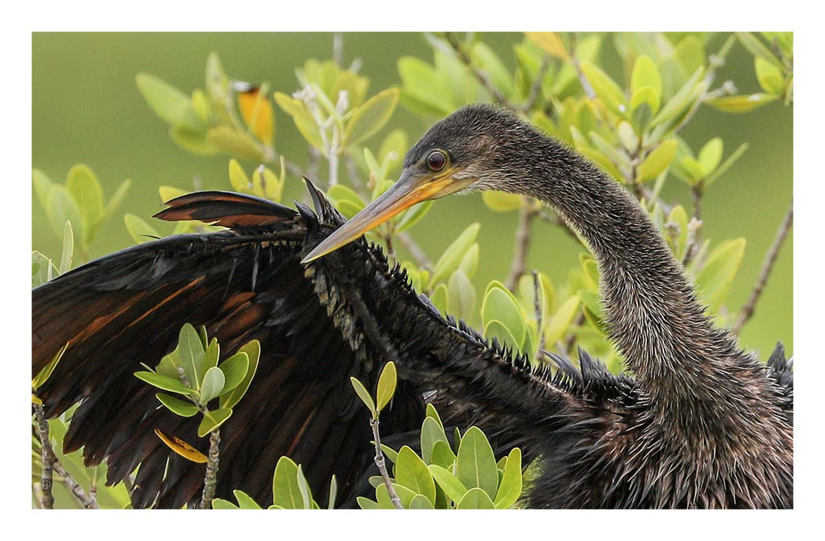 Anhinga