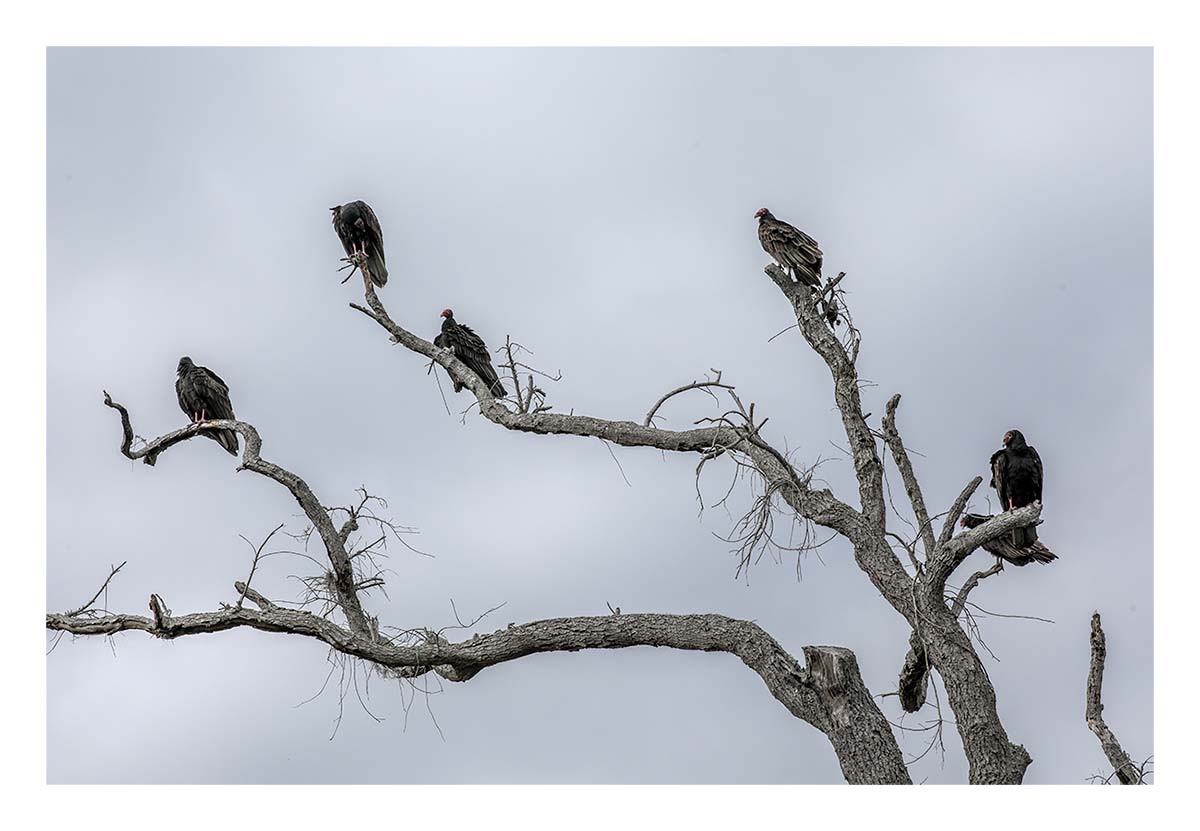 Black Vulture